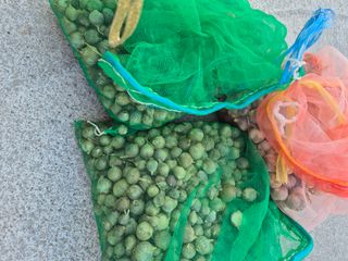 김연숙님의 마늘 · 영농일지 작성글 사진