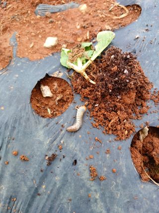 결단이님의 한가위, 덕담을 나눠주세요 · 참여글 작성글 사진