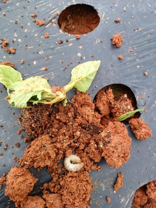 결단이님의 한가위, 덕담을 나눠주세요 · 참여글 작성글 사진