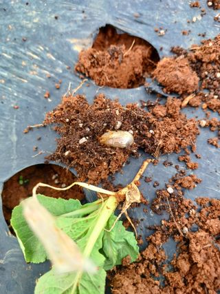 결단이님의 한가위, 덕담을 나눠주세요 · 참여글 작성글 사진