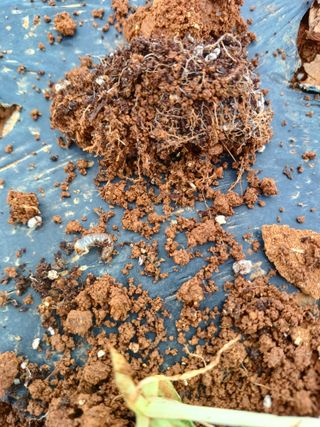 결단이님의 한가위, 덕담을 나눠주세요 · 참여글 작성글 사진