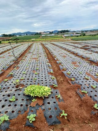 결단이님의 한가위, 덕담을 나눠주세요 · 참여글 작성글 사진