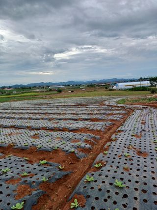 결단이님의 한가위, 덕담을 나눠주세요 · 참여글 작성글 사진