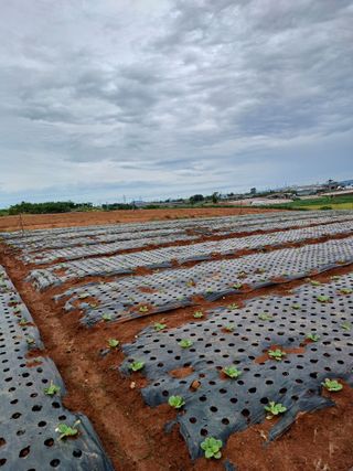 결단이님의 한가위, 덕담을 나눠주세요 · 참여글 작성글 사진