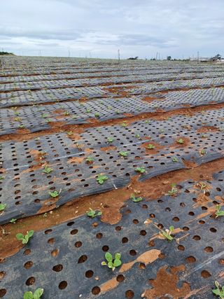 결단이님의 한가위, 덕담을 나눠주세요 · 참여글 작성글 사진