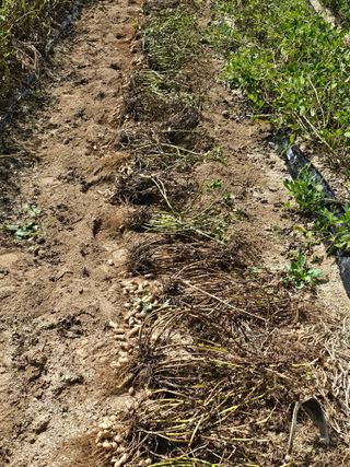 전복수님의 기타작물 · 영농일지 작성글 사진