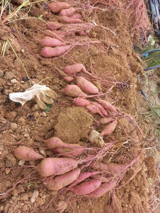 Happy100w님의 고구마 · 영농일지 작성글 사진