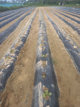 Happy100w님의 고구마 · 영농일지 작성글 사진