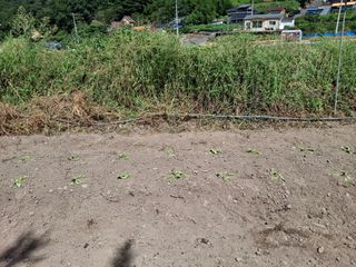 수기님의 배추 · 영농일지 작성글 사진