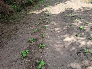 수기님의 배추 · 영농일지 작성글 사진