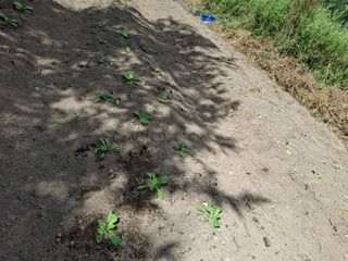 수기님의 배추 · 영농일지 작성글 사진