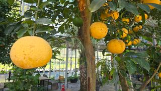 이순철님의 한가위, 덕담을 나눠주세요 · 참여글 작성글 사진