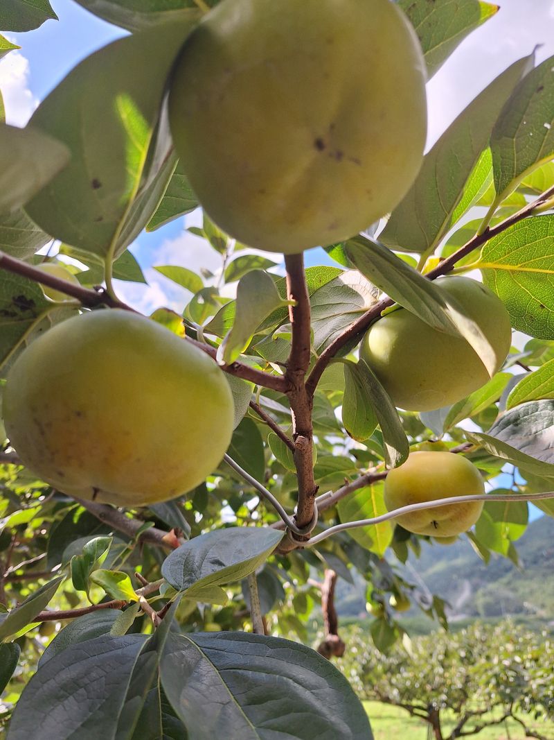 장터 상품 [태추단감4.5k] 썸네일