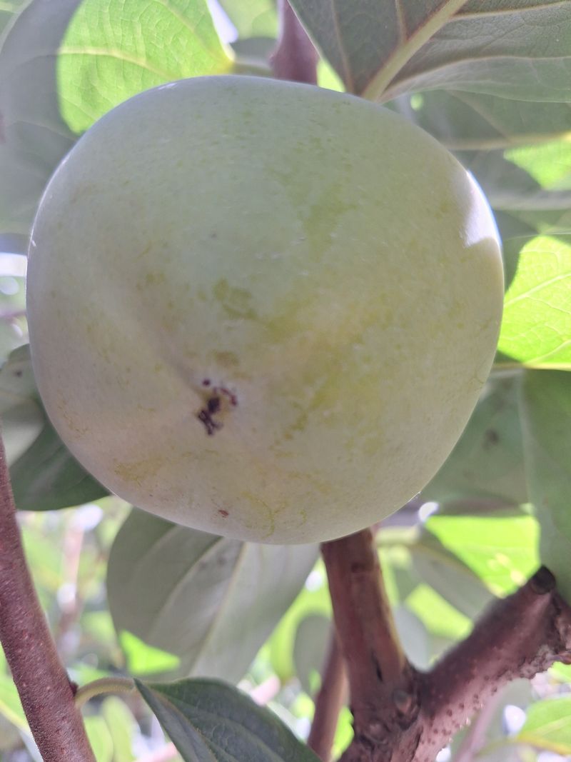 박수천님의 장터 판매 상품 [태추단감4.5k] 첨부 사진