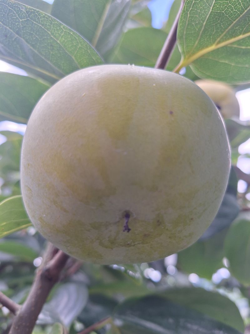 박수천님의 장터 판매 상품 [태추단감4.5k] 첨부 사진