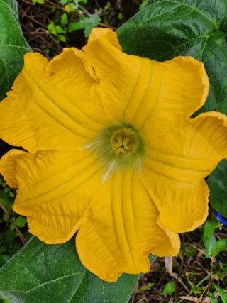 고영희님의 한가위, 덕담을 나눠주세요 · 참여글 작성글 사진