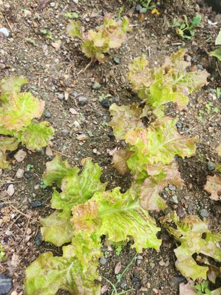 고영희님의 한가위, 덕담을 나눠주세요 · 참여글 작성글 사진