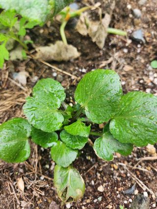 고영희님의 한가위, 덕담을 나눠주세요 · 참여글 작성글 사진