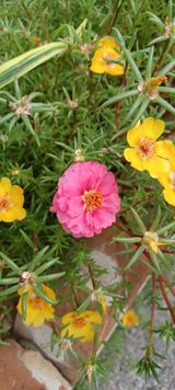 팜모닝 팜모닝·출석 게시글 이미지