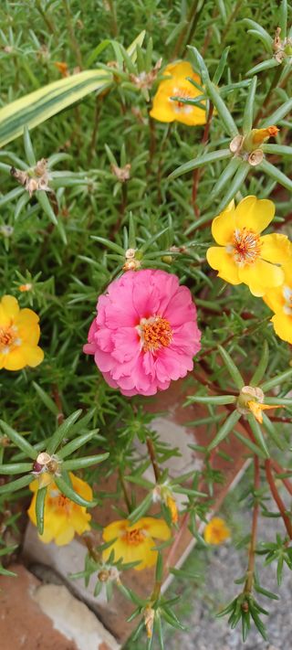 초보농님의 팜모닝 · 출석 작성글 사진