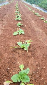 팜모닝 자유주제·자유게시판 게시글 이미지