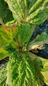 팜모닝 배추·병해충상담 게시글 이미지