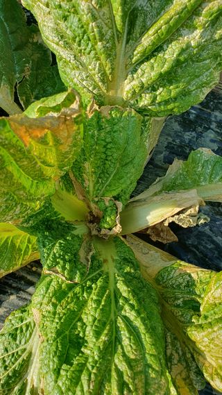 이연희님의 배추 · 병해충상담 작성글 사진