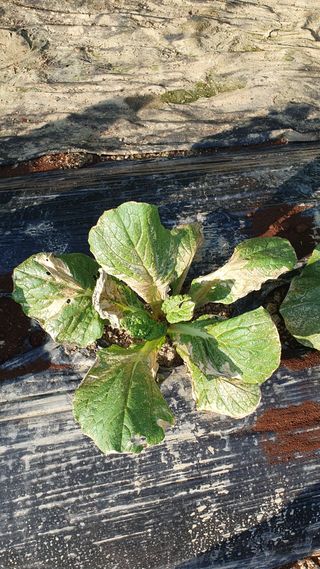 이연희님의 배추 · 병해충상담 작성글 사진