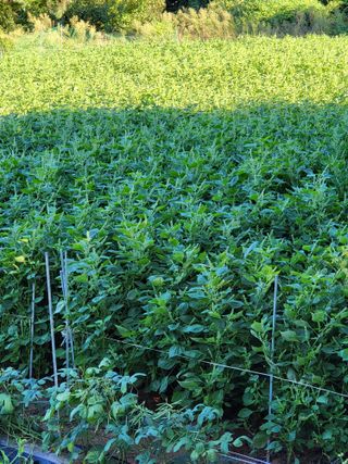 정금천님의 들깨 · 영농일지 작성글 사진