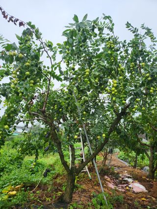 청주농부님의 기타작물 · 영농일지 작성글 사진