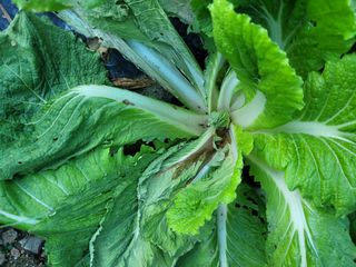 이의도님의 배추 · 병해충상담 작성글 사진