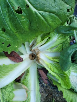 이의도님의 배추 · 병해충상담 작성글 사진