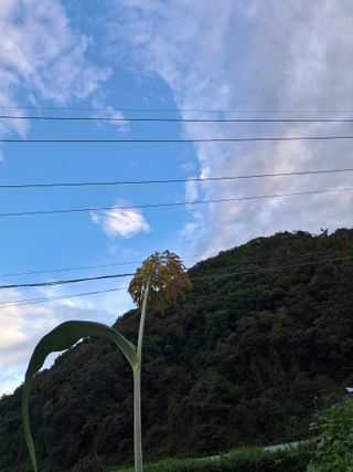 사구실첫집님의 자유주제 · 자유게시판 작성글 사진