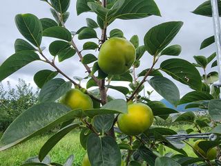 포항태추감님의 감 · 자유게시판 작성글 사진