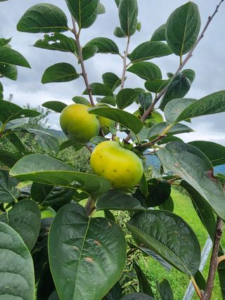 포항태추감님의 감 · 자유게시판 작성글 사진