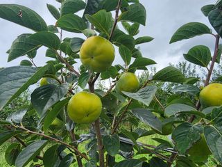 포항태추감님의 감 · 자유게시판 작성글 사진