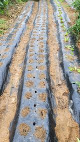 팜모닝 농사, 무엇이든 물어보세요!·참여글 게시글 이미지