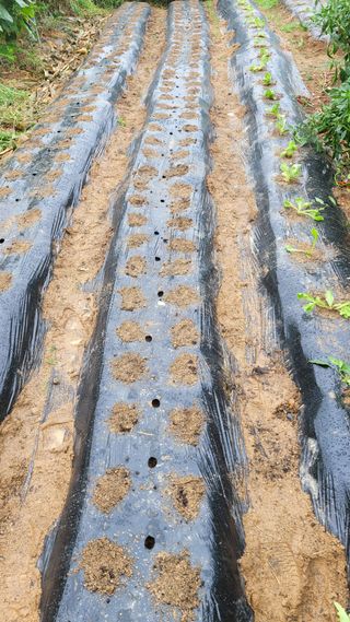 이재욱님의 농사, 무엇이든 물어보세요! · 참여글 작성글 사진