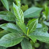 팜모닝 기타작물·병해충상담 게시글 이미지