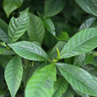 자두15836님의 기타작물 · 병해충상담 작성글 사진