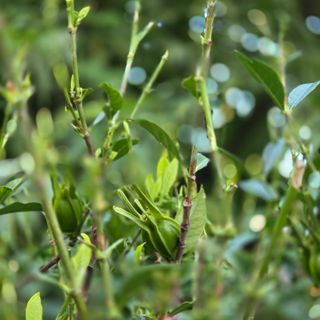 자두15836님의 기타작물 · 병해충상담 작성글 사진