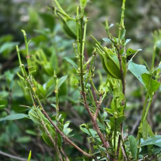 자두15836님의 기타작물 · 병해충상담 작성글 사진