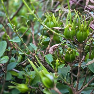 자두15836님의 기타작물 · 병해충상담 작성글 사진