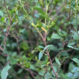 자두15836님의 기타작물 · 병해충상담 작성글 사진