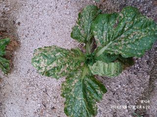 텃밭님의 배추 · 병해충상담 작성글 사진