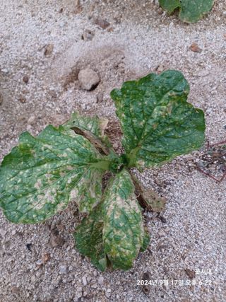 텃밭님의 배추 · 병해충상담 작성글 사진