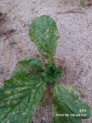 텃밭님의 배추 · 병해충상담 작성글 사진