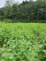 팜모닝 고추·영농일지 게시글 이미지