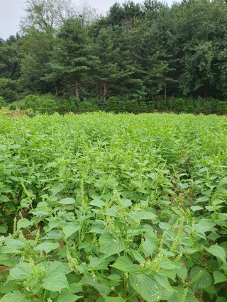 구자면님의 고추 · 영농일지 작성글 사진