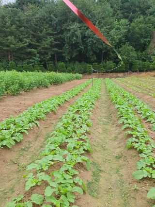 구자면님의 고추 · 영농일지 작성글 사진